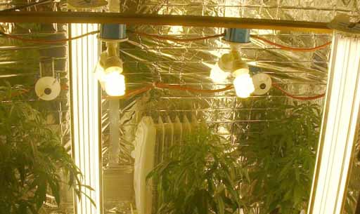 Lampu Pijar lampu pijar